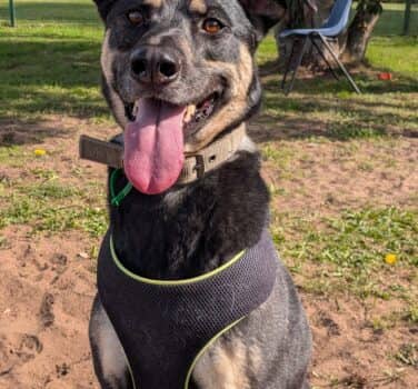 Skye, crossbreed for adoption in Broughton