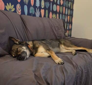 Harper, german shepherd cross for adoption in Algarkirk