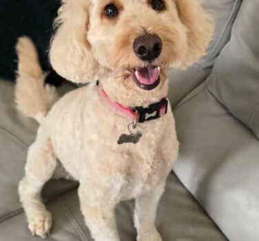 Dora, cockapoo for adoption in Algarkirk