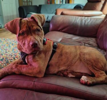 Clementine, dogue de bordeaux cross for adoption in Algarkirk