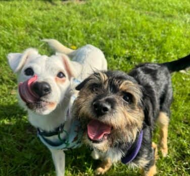 Della and Gwen, terrier cross for adoption in Algarkirk