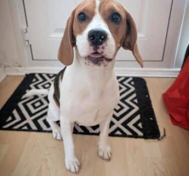 Millie, beagle for adoption in Broughton