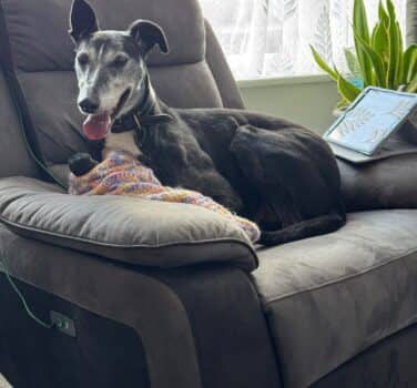 Billy, lurcher for adoption
