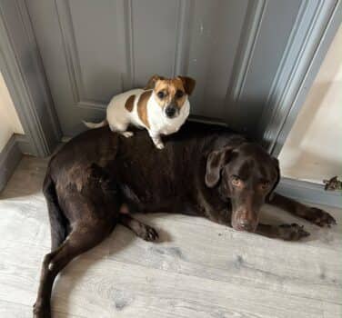 Toby & Derek, labrador retriever for adoption in Blidworth