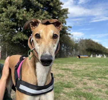 Goldie, greyhound for adoption in Blidworth