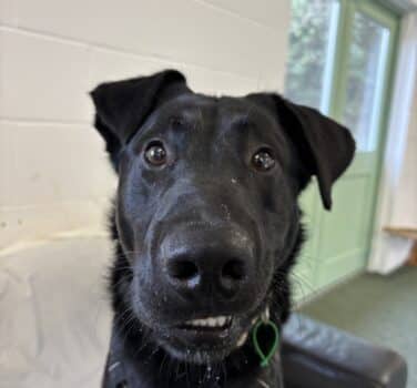 Jude, deerhound cross for adoption in Blidworth