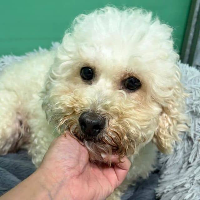 Odette, poodle x bichon frise for adoption in Llanelli