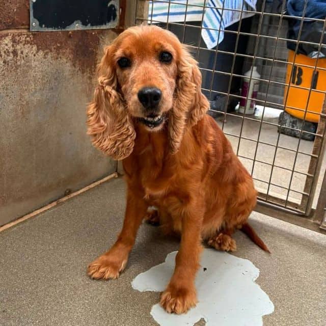Quail, cocker spaniel for adoption in Wakefield