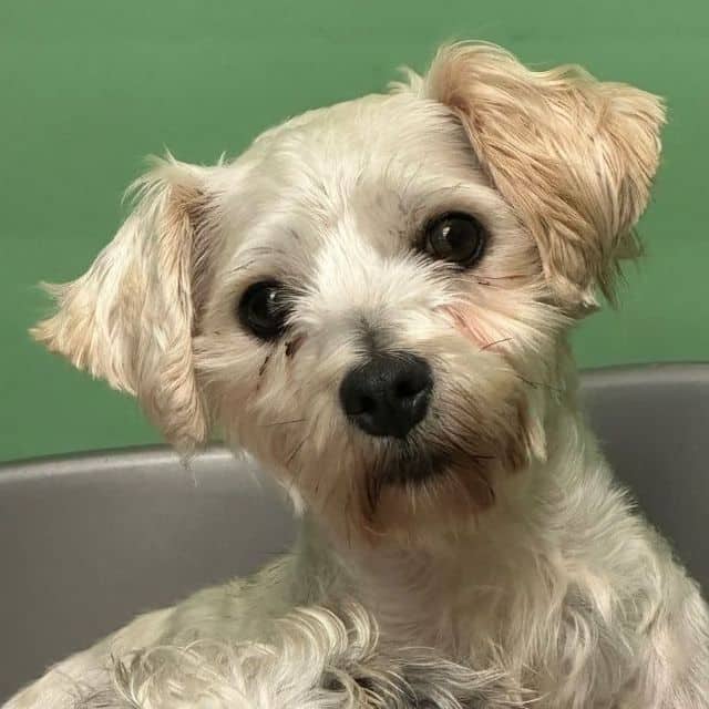 Sianon, cavachon for adoption in Llanelli