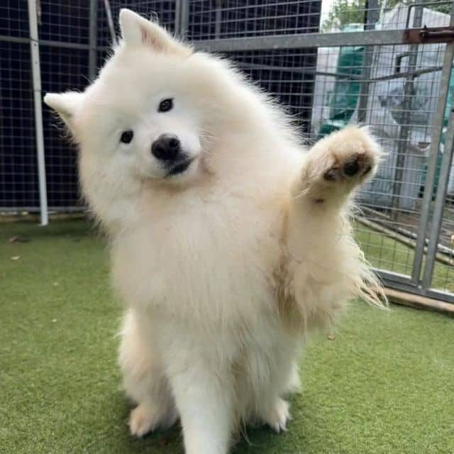 Chewwie, samoyed for adoption in Llanelli