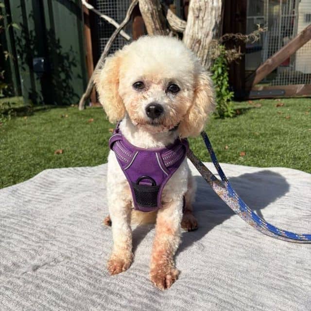 Lollipop, bichon frise for adoption in Llanelli