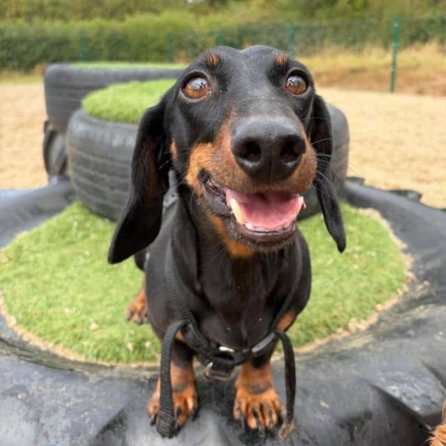 Archie, dachshund for adoption in Llanelli