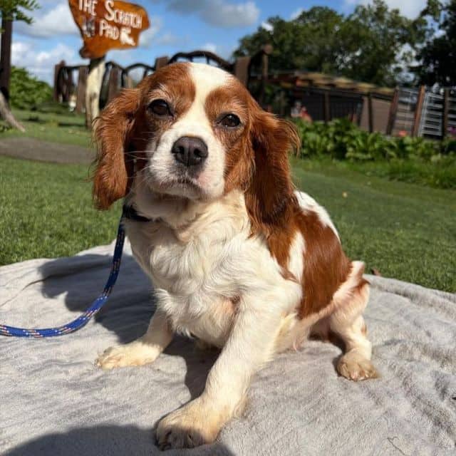 Sundance, cavalier king charles spaniel for adoption in Llanelli