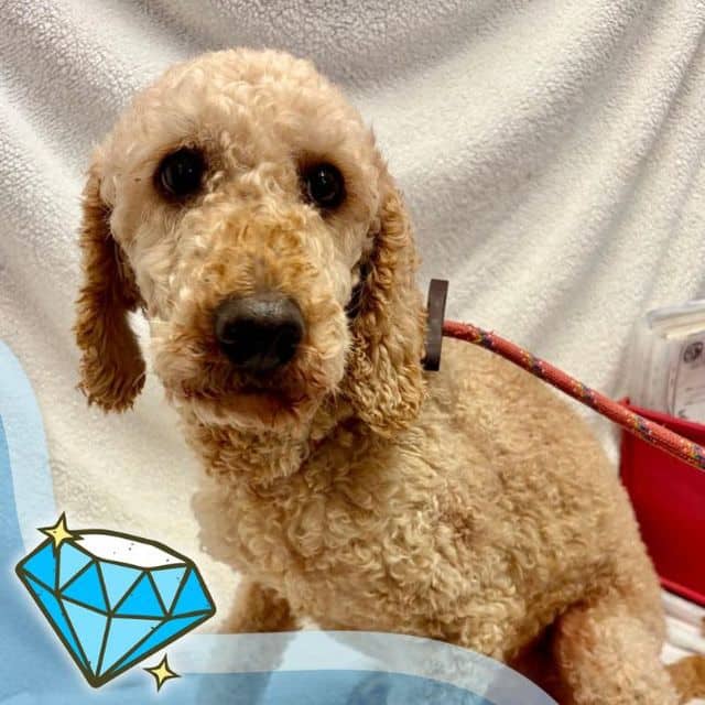 Orlando, poodle for adoption in Llanelli