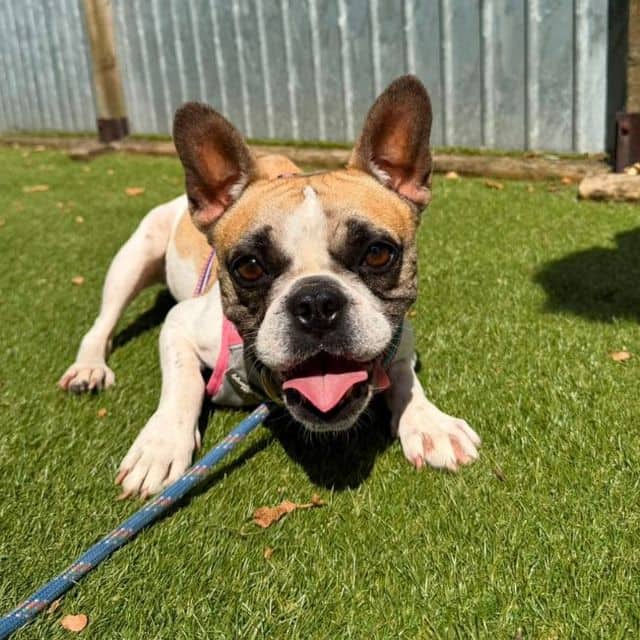 Iggy, french bulldog for adoption in Llanelli