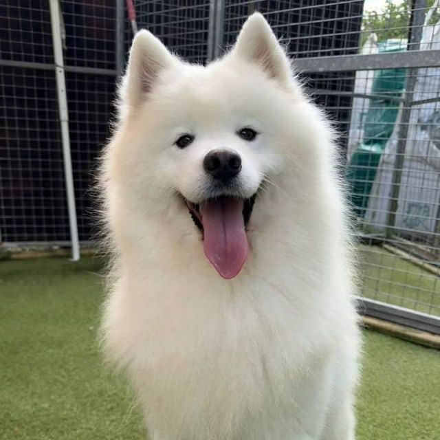 Chewwie, photo 2