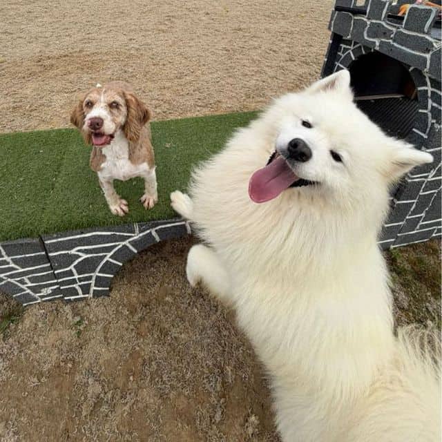 Chewwie, photo 4