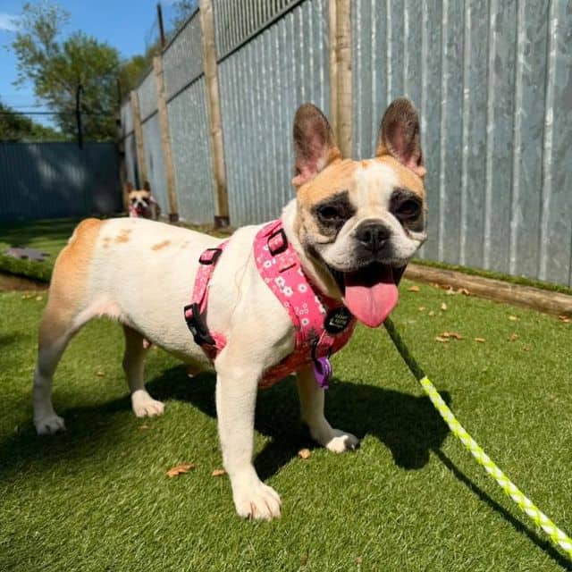 Irene, french bulldog for adoption in Llanelli