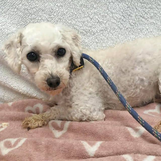 Bee, bichon frise x poodle for adoption in Llanelli