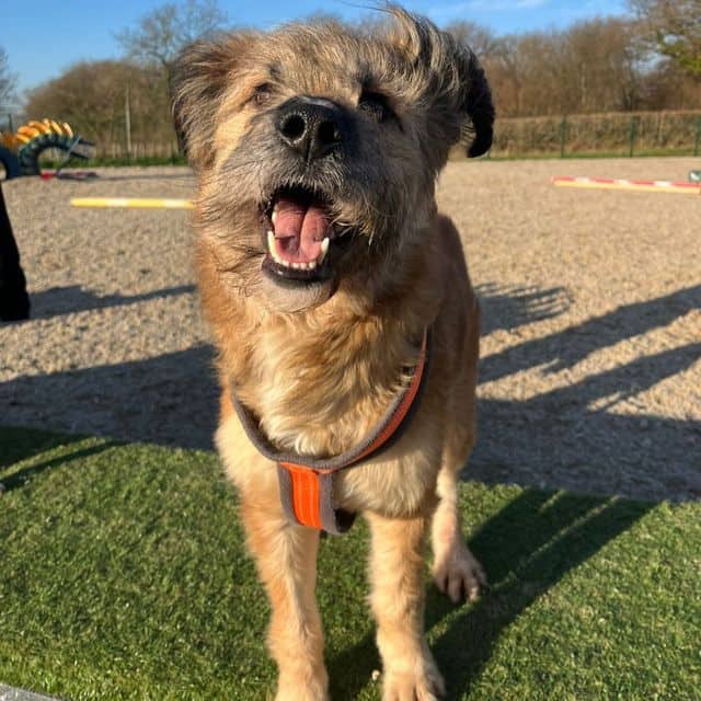 Buck, crossbreed for adoption in Llanelli