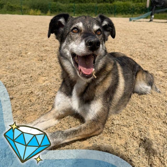 River, crossbreed for adoption in Llanelli