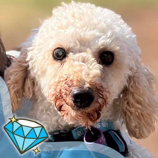 Crispin, poodle for adoption in Chelmsford