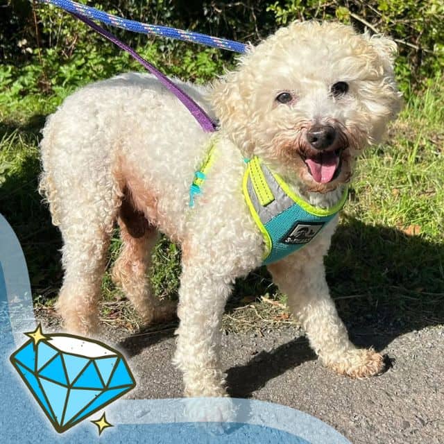 Crush, miniature poodle for adoption in Llanelli