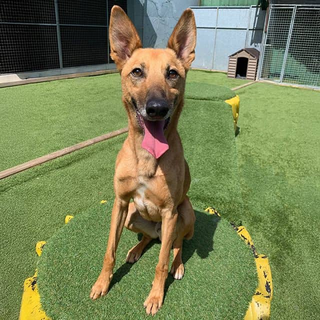 Dutch, lurcher cross for adoption in Llanelli