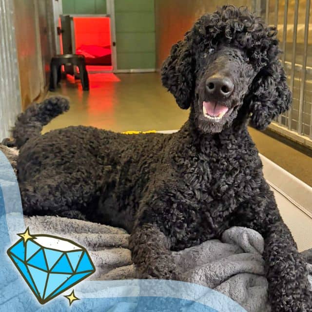 Flash, standard poodle for adoption in Llanelli