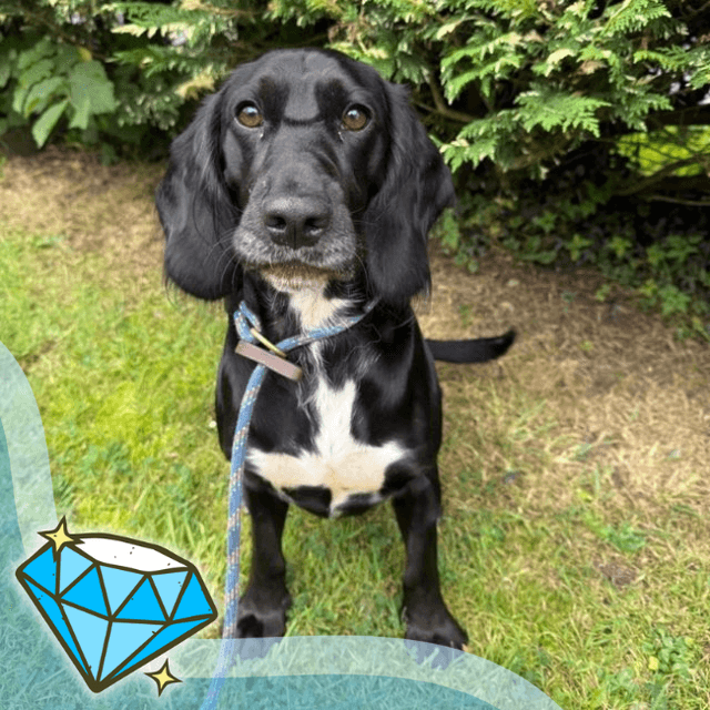 Gabriel, beagle x cocker spaniel for adoption in Llanelli