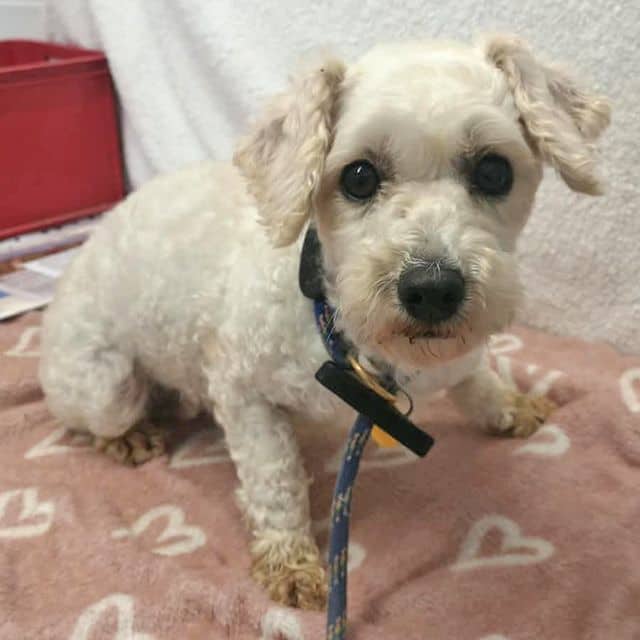 Gemma, bichon frise x poodle for adoption in Llanelli