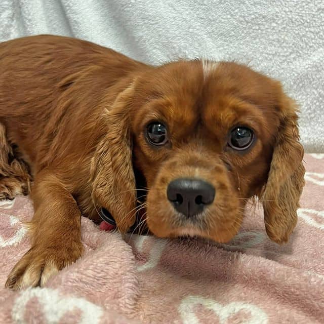 Julius, cavalier king charles spaniel for adoption in Llanelli