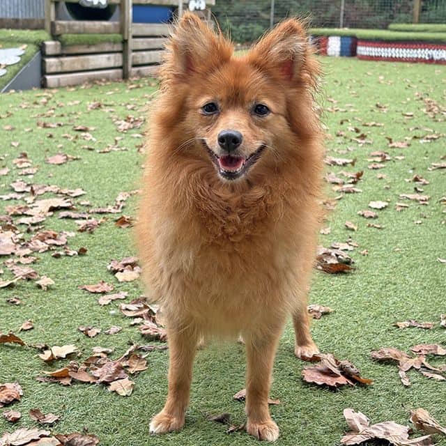 Louise, pomeranian for adoption in Llanelli
