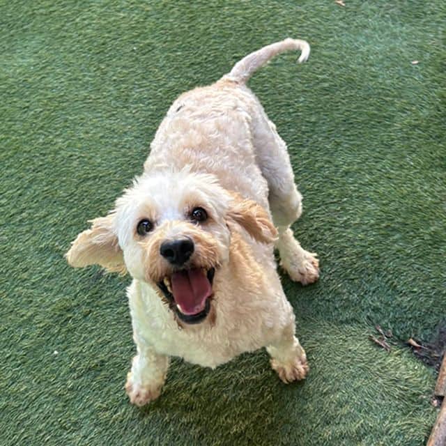Maggie, photo 5