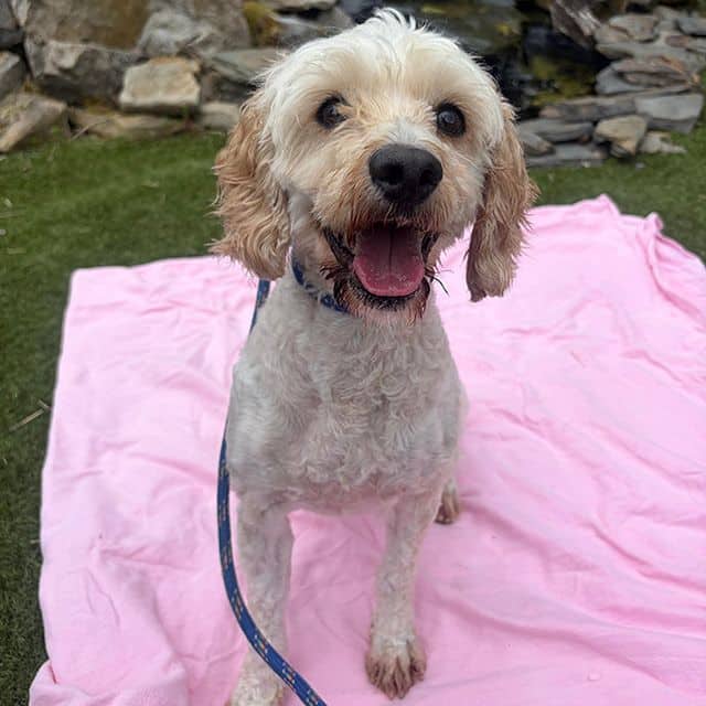 Maggie, cockapoo for adoption in Llanelli