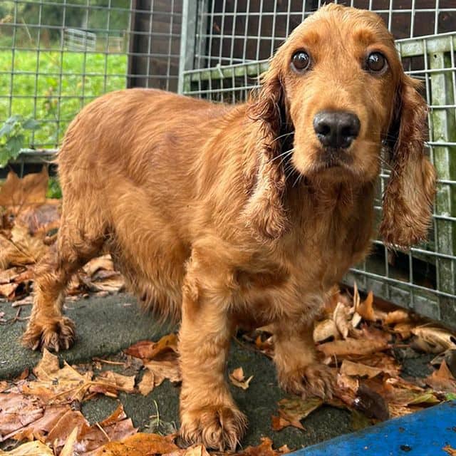 Molly, cocker spaniel for adoption in Llanelli