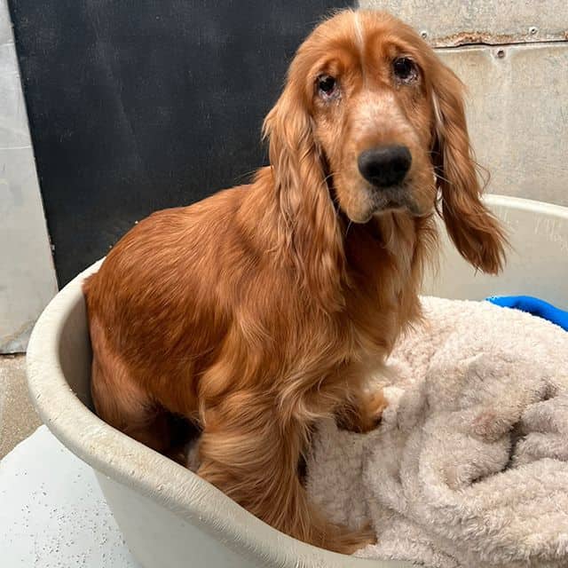 Moxy, cocker spaniel for adoption in Llanelli
