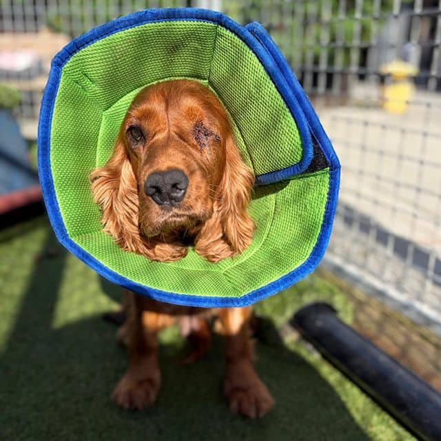 Oasis, cocker spaniel for adoption in Llanelli
