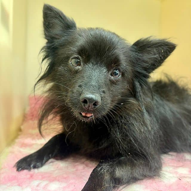 Odessa, pomeranian for adoption in Llanelli