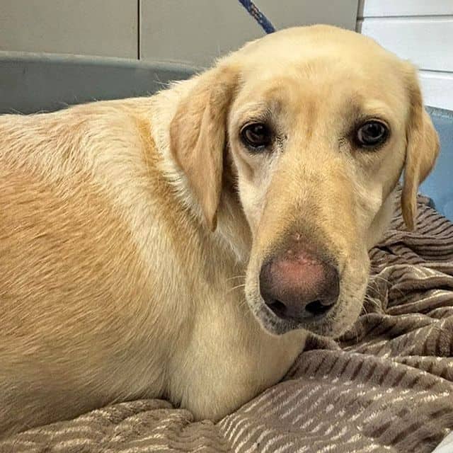 Orange, labrador retriever for adoption in Llanelli
