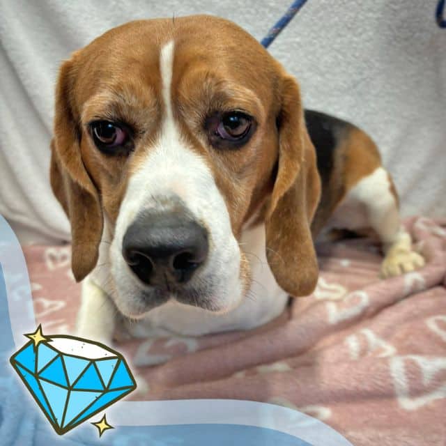 Oz, beagle for adoption in Llanelli (photo 1 of 2)