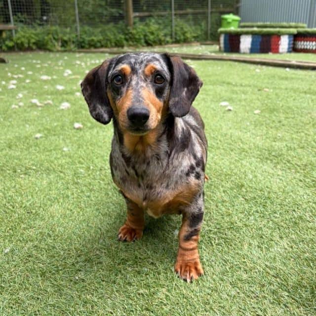 Gail, dachshund for adoption in Llanelli