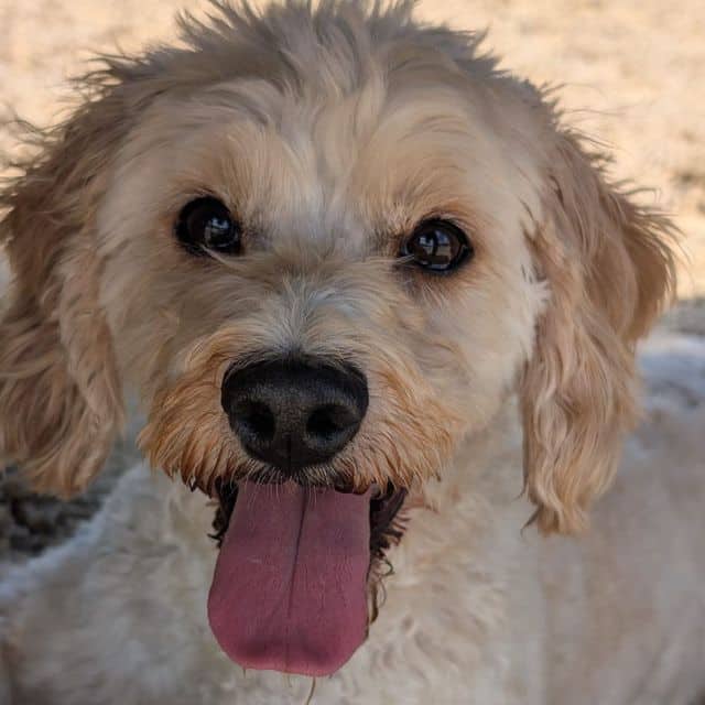 Maggie, photo 2