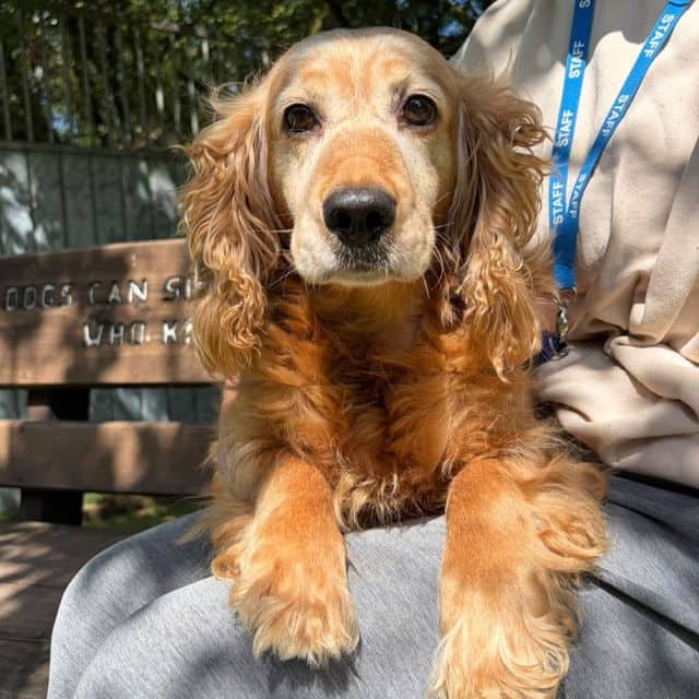 Whispy, cocker spaniel for adoption in Llanelli