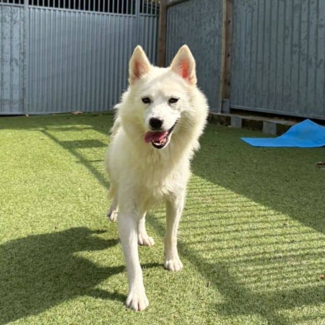 Gigi, pomsky for adoption in Llanelli (photo 1 of 3)