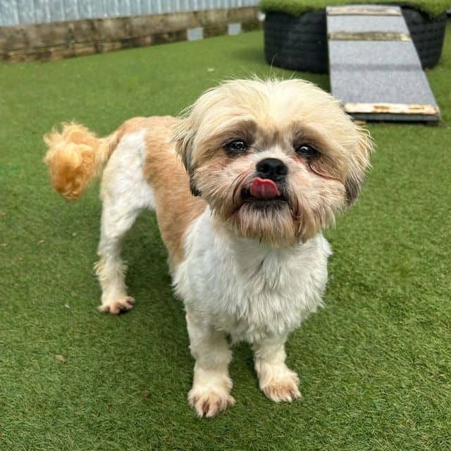 Geneva, shih tzu for adoption in Llanelli