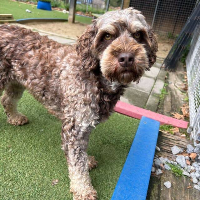 Twig, poodle cross for adoption in Llanelli