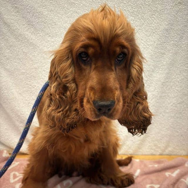 October, cocker spaniel for adoption in Llanelli