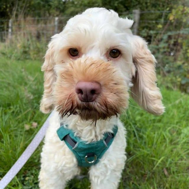 Sky, poodle cross for adoption in Llanelli