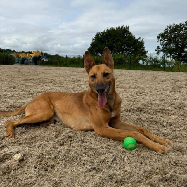 Dutch, photo 4